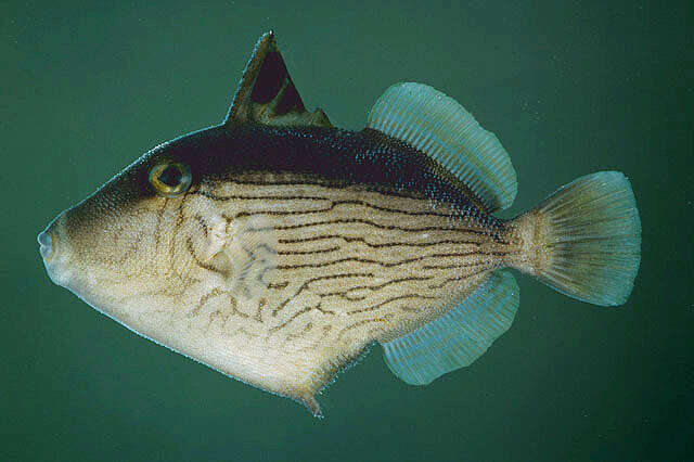 Image of Bridle Triggerfish