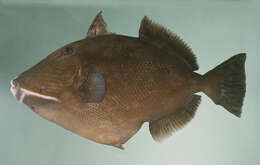 Image of Bridle Triggerfish