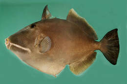 Image of Bridle Triggerfish