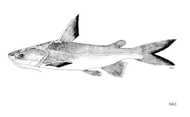 Image of Northern rivers catfish