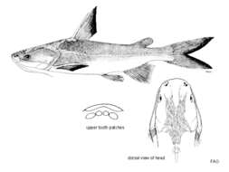 Image of Northern rivers catfish