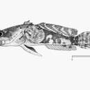 Image of Flat toadfish