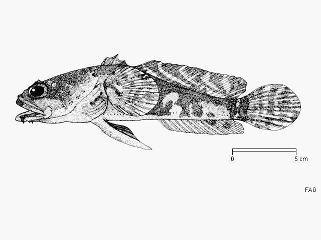 Image of Colletteichthys