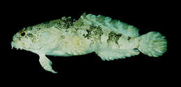 Image of Colletteichthys