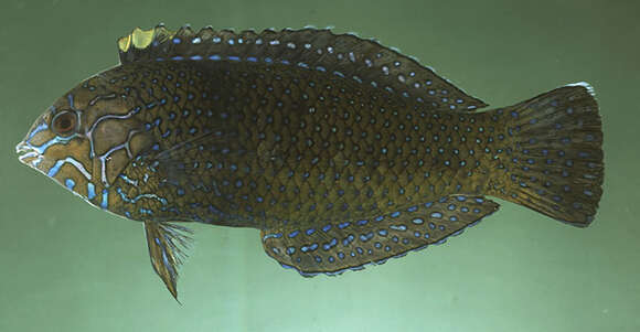 Macropharyngodon cyanoguttatus Randall 1978 resmi