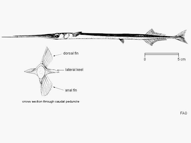 Image of Flat-tailed longtom