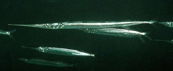 Image of Flat-tailed longtom