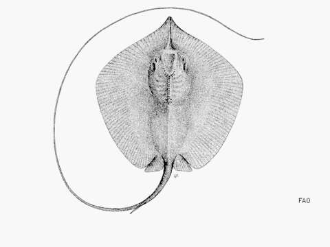 Image of Pateobatis