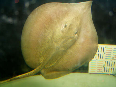 Image of Bleeker&#39;s whipray