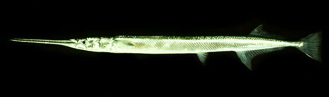 Image of Banded long-tom