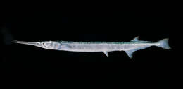 Image of Banded long-tom