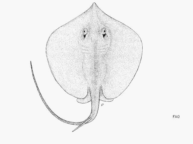 Image of Scaly Whipray