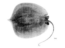 Image of Scaly Whipray