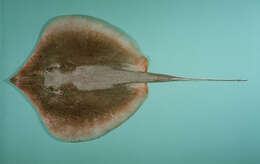 Image of Scaly Whipray