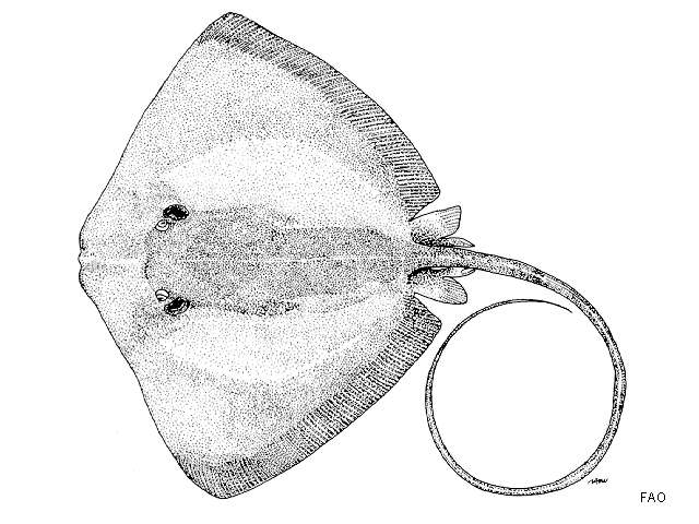 صورة Himantura marginata (Blyth 1860)