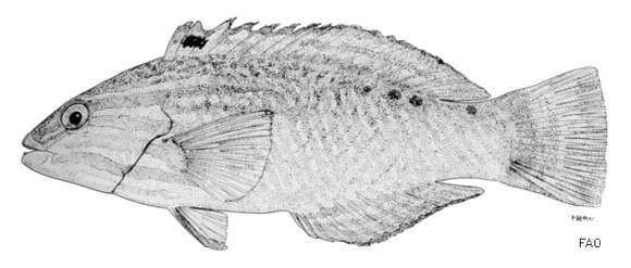 Слика од Pseudolabrus guentheri Bleeker 1862