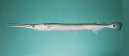 Image of Banded needlefish