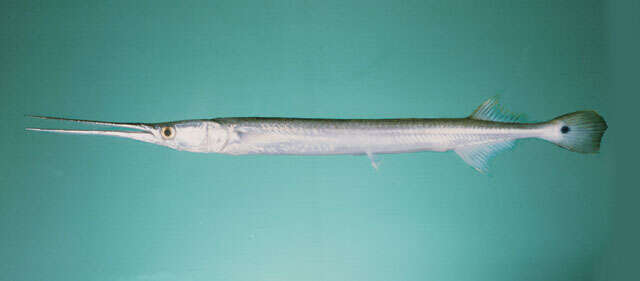 Image of Banded needlefish