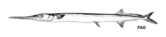 Image of Agujon needlefish