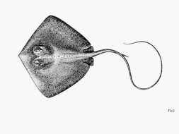 Image of Longtail Stingray