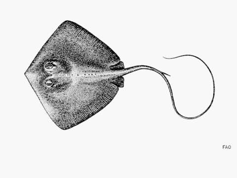 صورة Hypanus longus (Garman 1880)