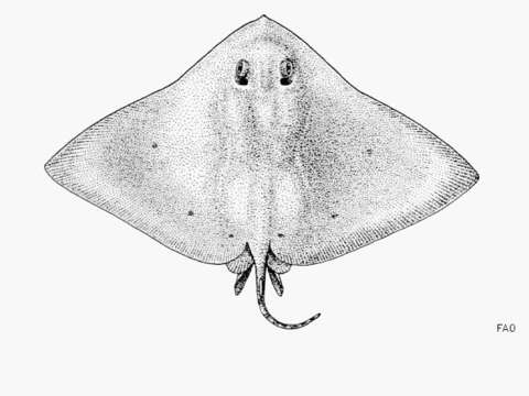 Image of Butterfly ray