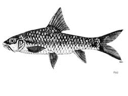 Image of Neolissochilus stracheyi (Day 1871)