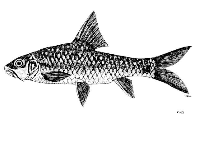 Image of Neolissochilus stracheyi (Day 1871)