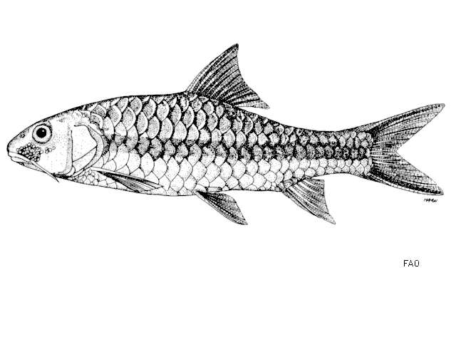 Image of Neolissochilus stracheyi (Day 1871)