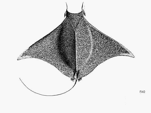 Image of eagle rays and mantas