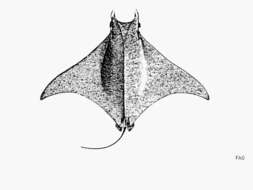 Image of eagle rays and mantas