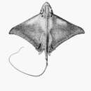 Image of Longnose eagle ray