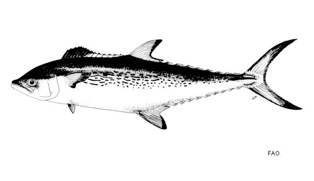 Image of Queen Mackerel