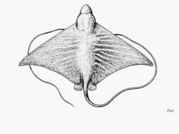 Plancia ëd Aetomylaeus asperrimus (Gilbert 1898)