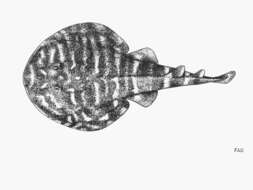 Image of Vermiculate electric ray
