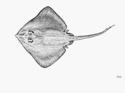 Image of Pacific white skate