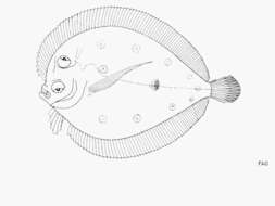 Image of Disc flounder