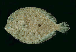 Image of Disc flounder