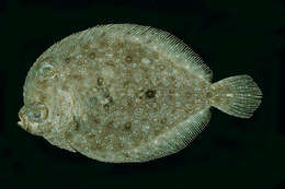 Image of Disc flounder