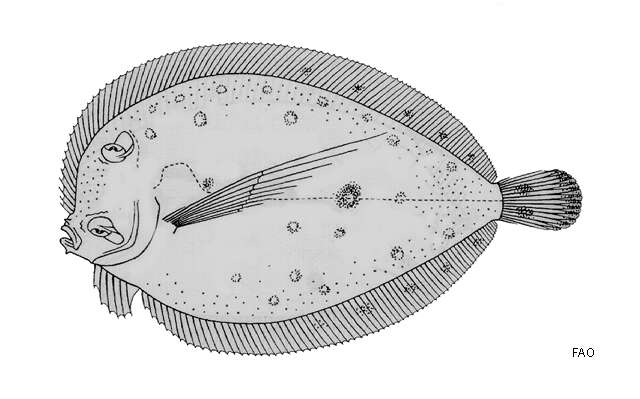 Plancia ëd Bothus myriaster (Temminck & Schlegel 1846)