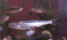 Image of Burmese trout