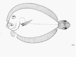 Image of Flounder