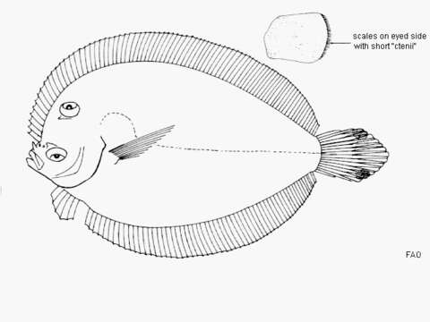 Image of Engyprosopon