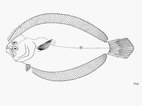 Слика од Pseudorhombus arsius (Hamilton 1822)