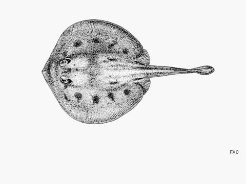 Image of Cortez Round Stingray