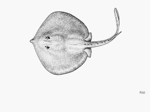 Image of Spiny-tail Round Ray