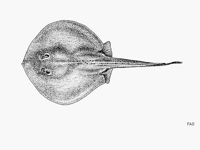 صورة Urotrygon munda Gill 1863