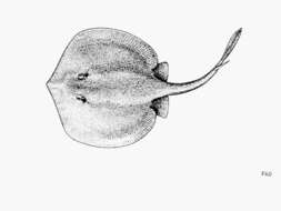 Image of Dwarf round ray