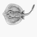 Image of Reticulate round ray