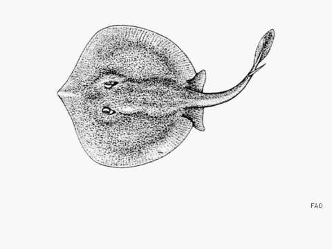Image of Reticulate round ray